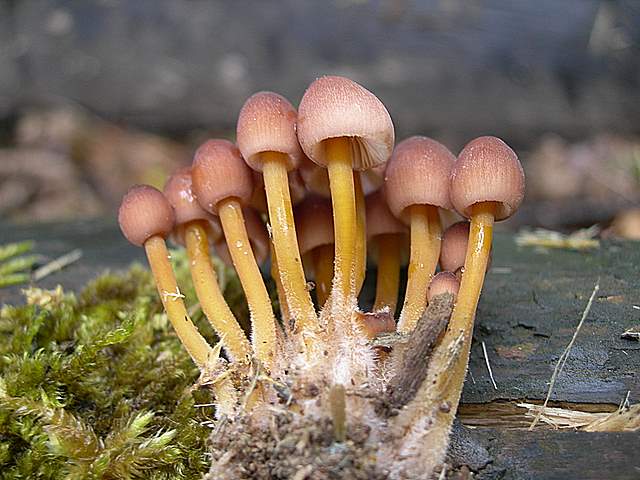 Caresta...penuria e tempi duri.....